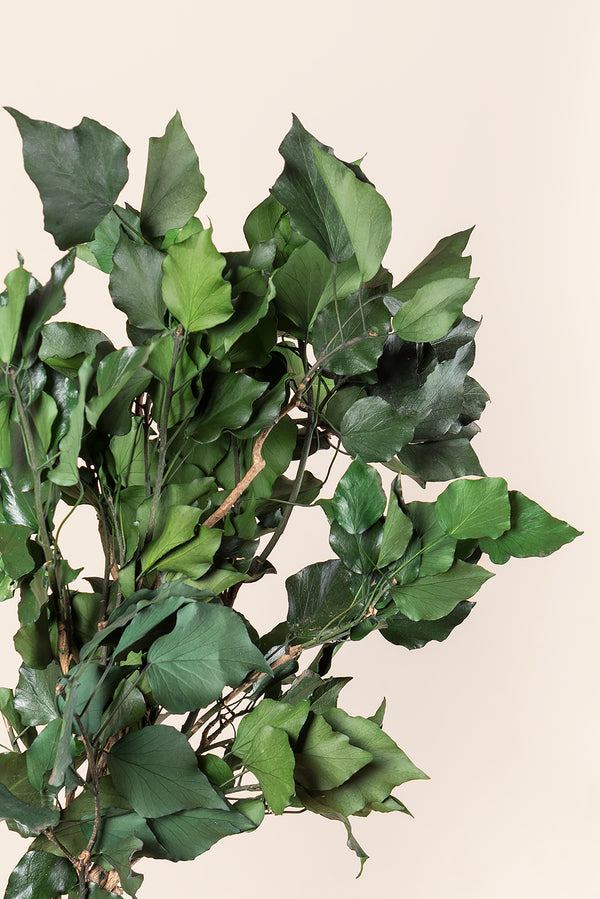 Efeu Hedera Arborea