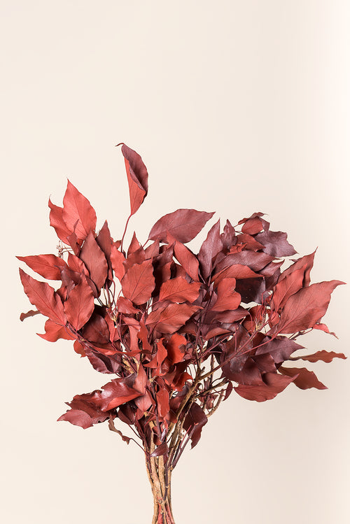 Efeu Hedera Arborea