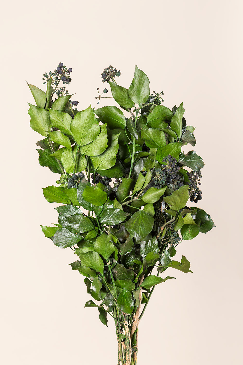 Hiedra Hedera Arborea con frutos - a granel
