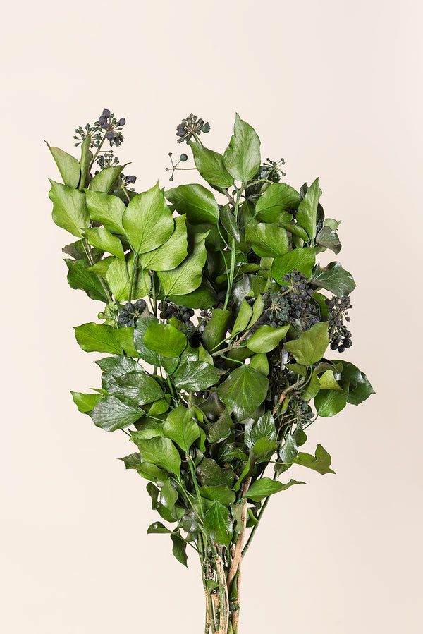 Efeu Hedera Arborea – Früchte im Großhandel