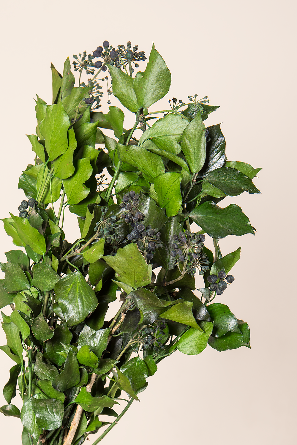 Hiedra Hedera Arborea con frutos - a granel