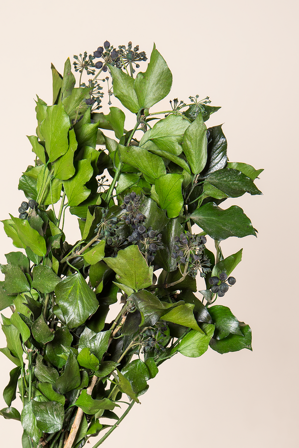 Efeu Hedera Arborea – Früchte im Großhandel