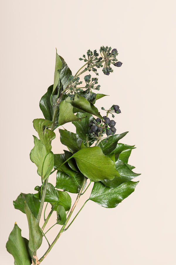 Efeu Hedera Arborea – Früchte im Großhandel