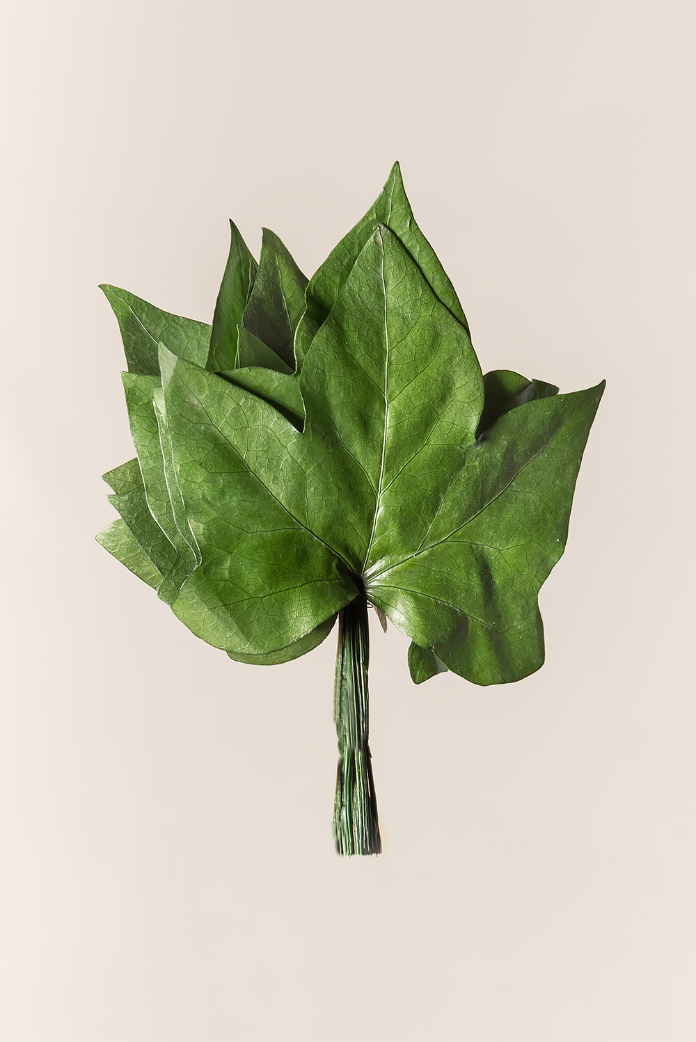 Feuilles de lierre