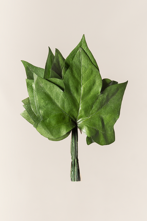 Ivy Hedera leaves
