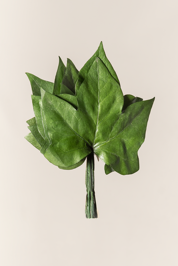 Feuilles de lierre