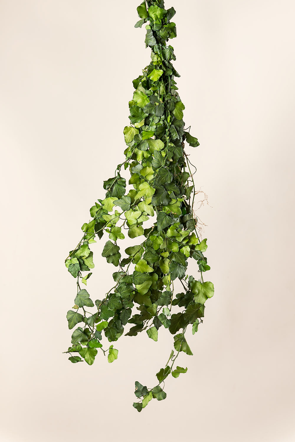 Ivy Hedera Helix Mini