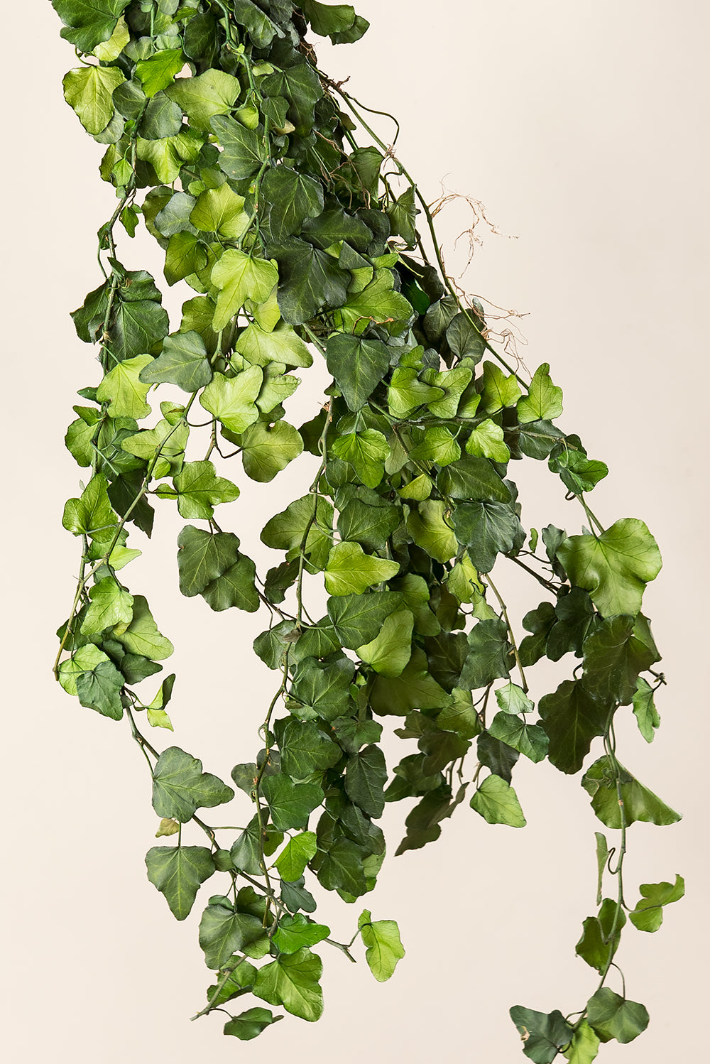 Ivy Hedera Helix Mini