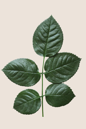 Rose leaves