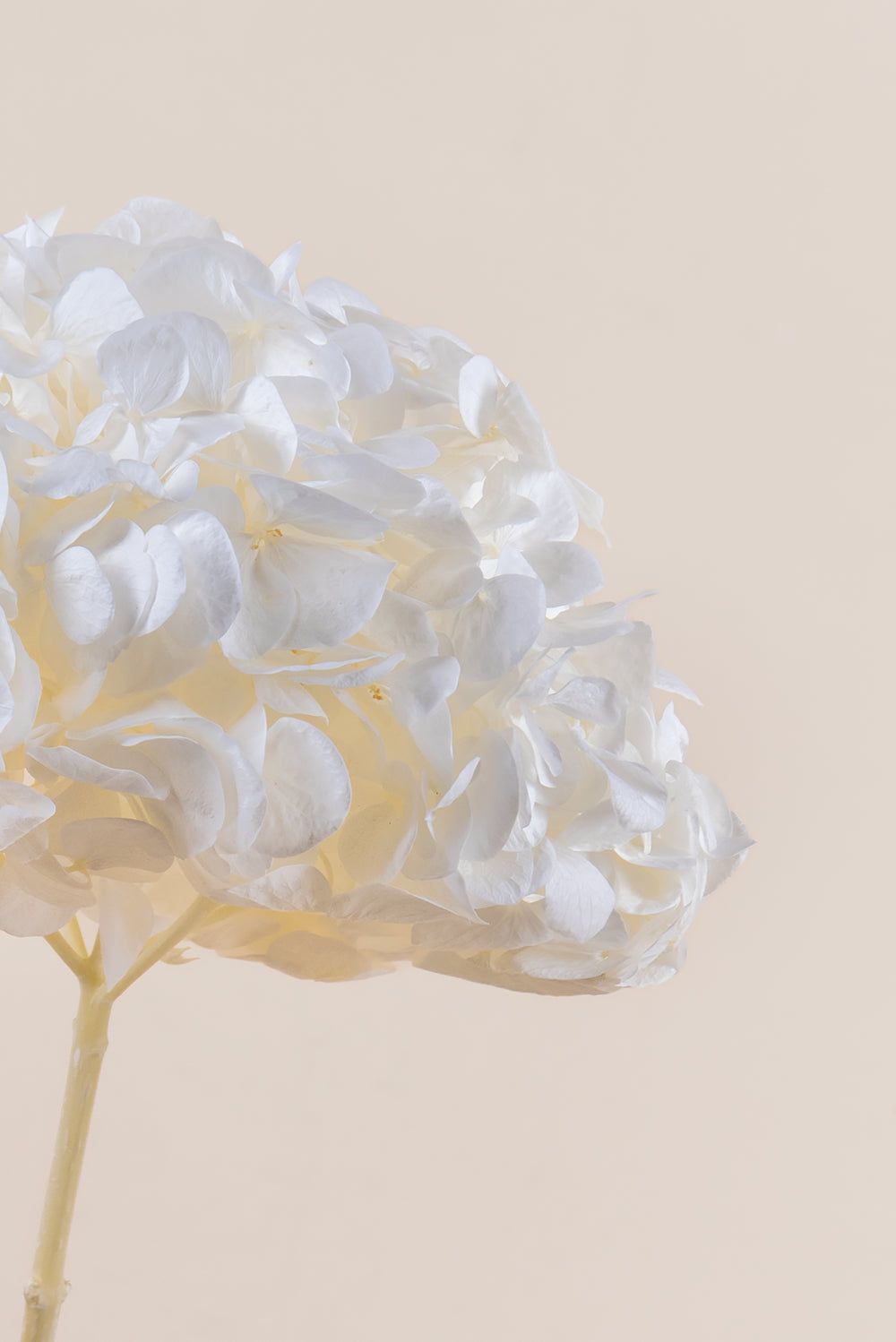 Hortensia Premium