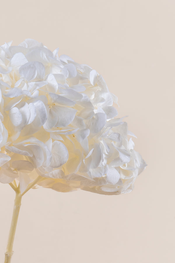 Premium Hydrangea