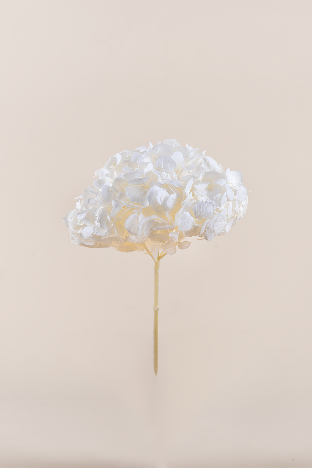 Hortensia Premium