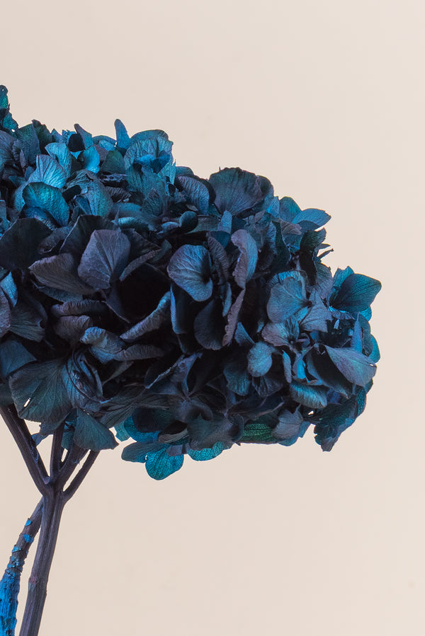 Hortensia Estándar