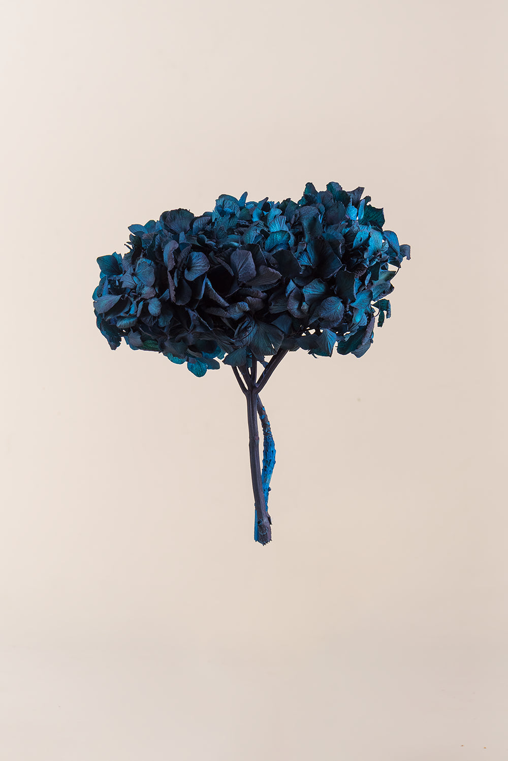 Hortensia Estándar