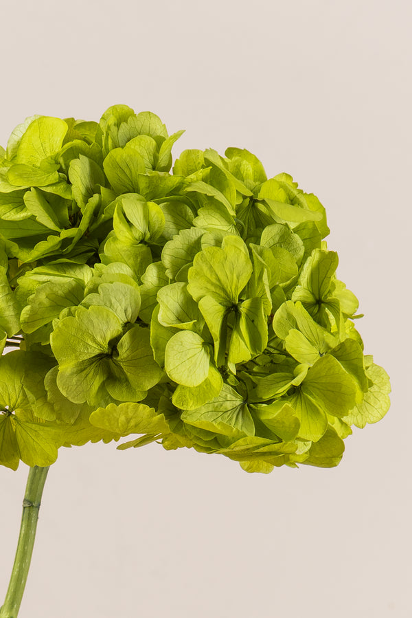Premium Hydrangea
