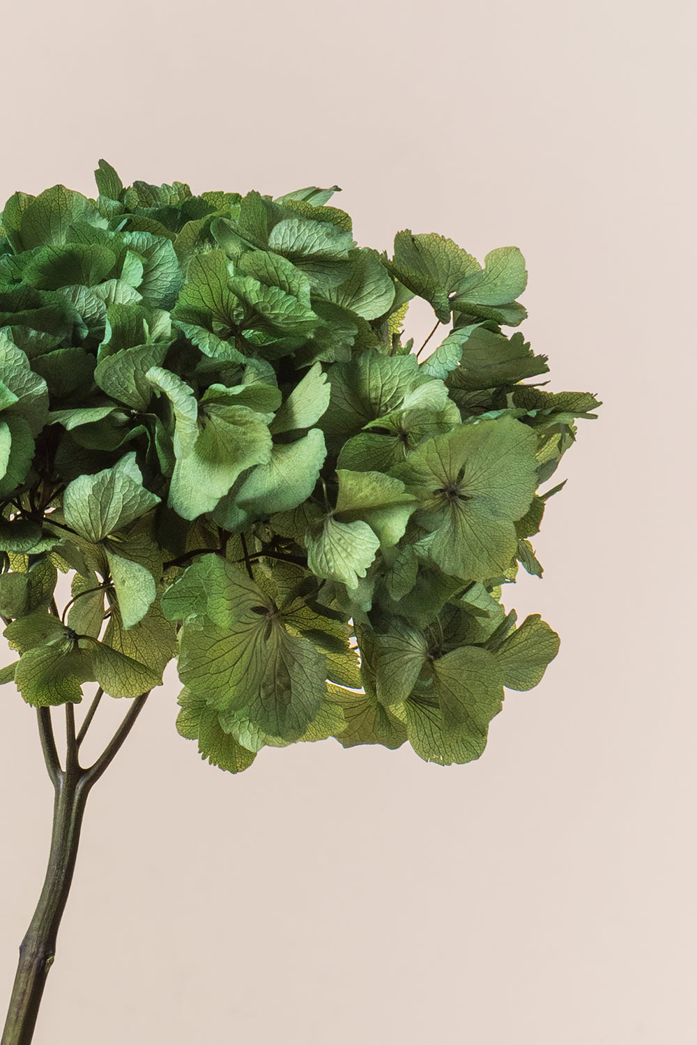 Hortensia Estándar