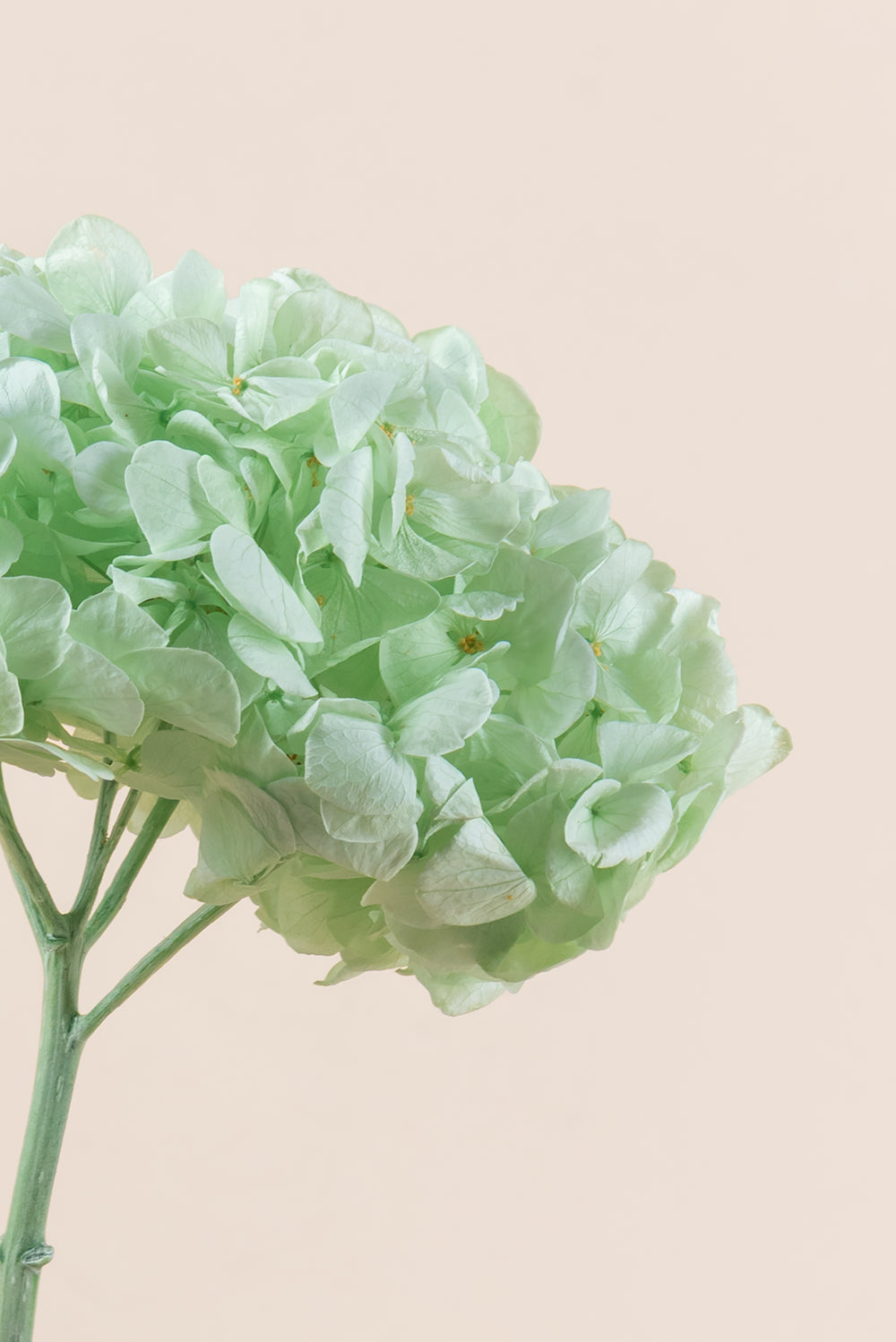 Hortensia Premium