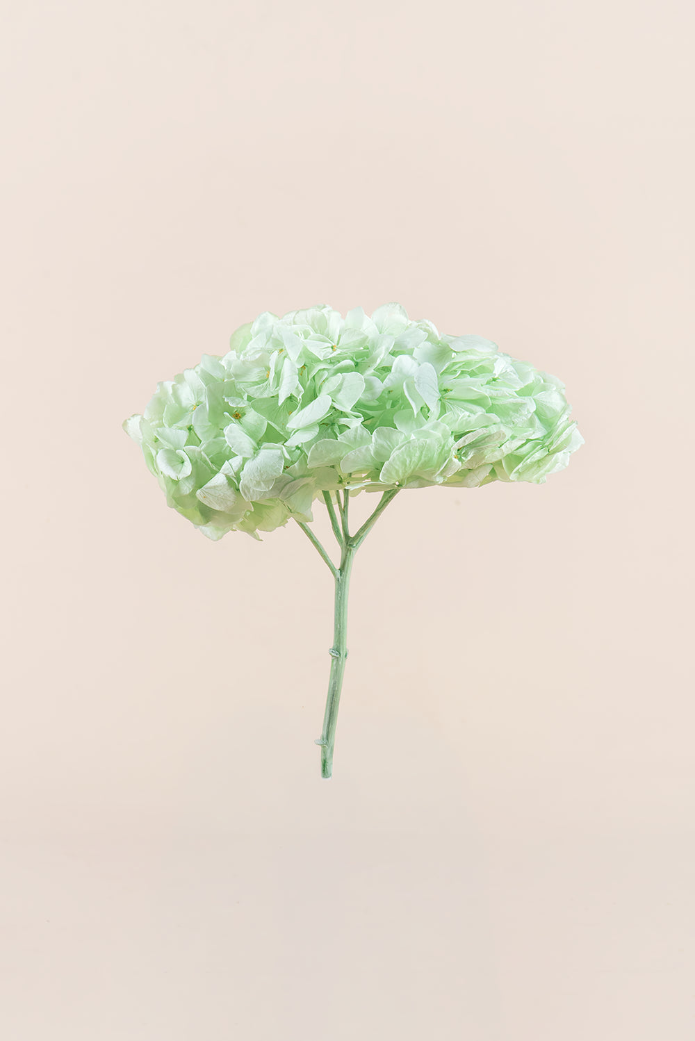 Hortensia Premium
