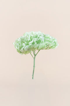 Verde menta
