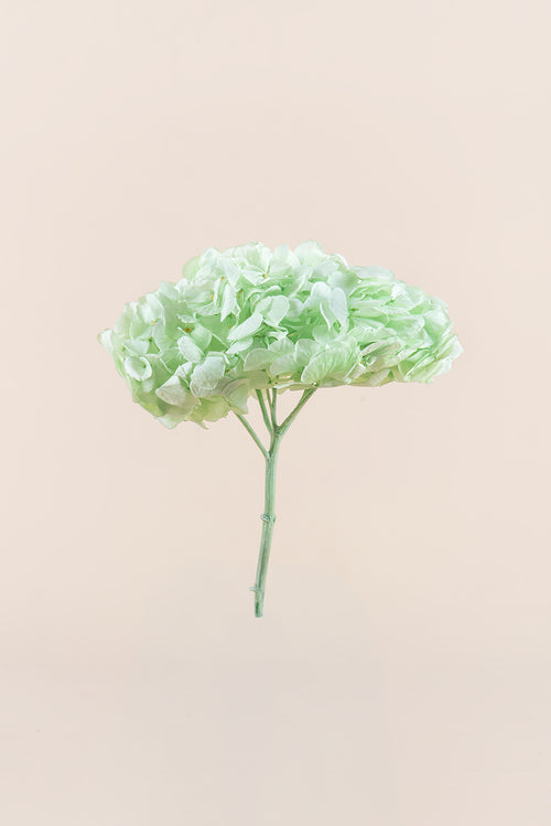 Hortensia Premium