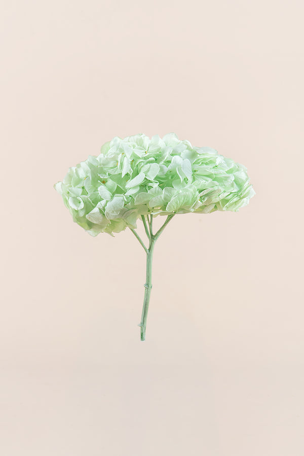 Premium Hydrangea