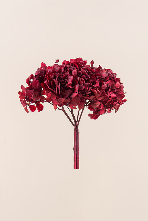 Hortensia commun