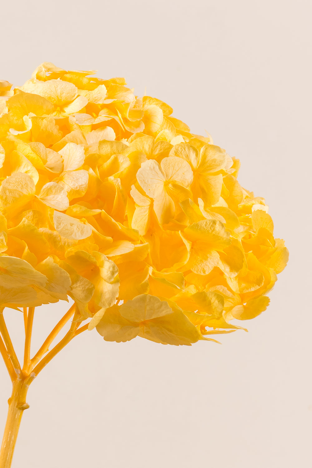 Hortensia Premium