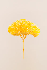 Soft Yellow