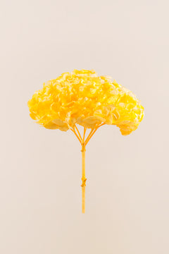 Amarillo Suave