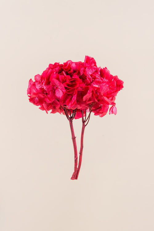 Standard-Hortensie