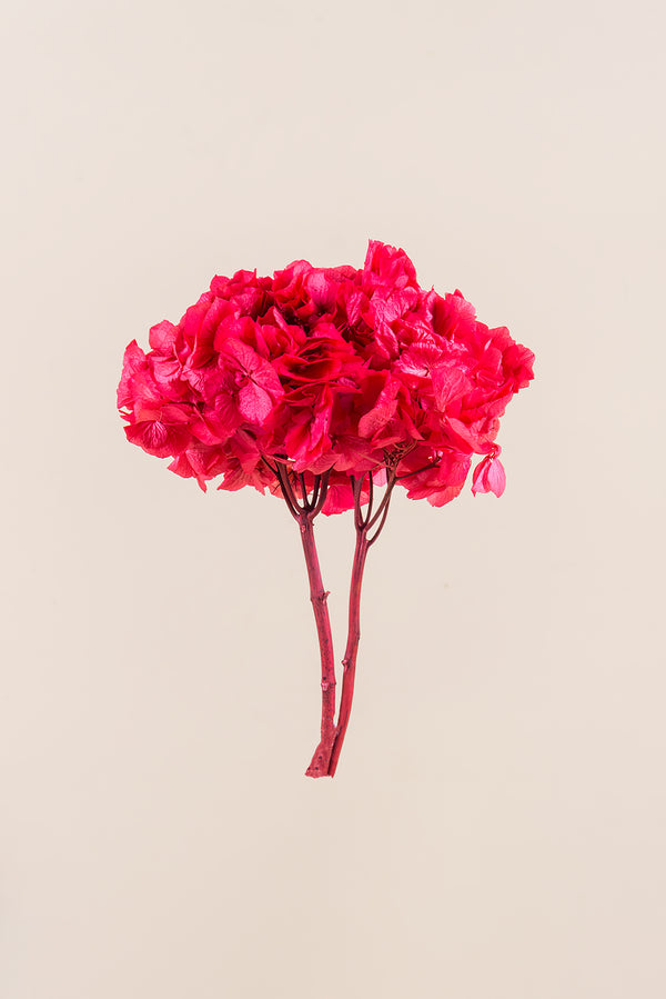 Hortensia Estándar