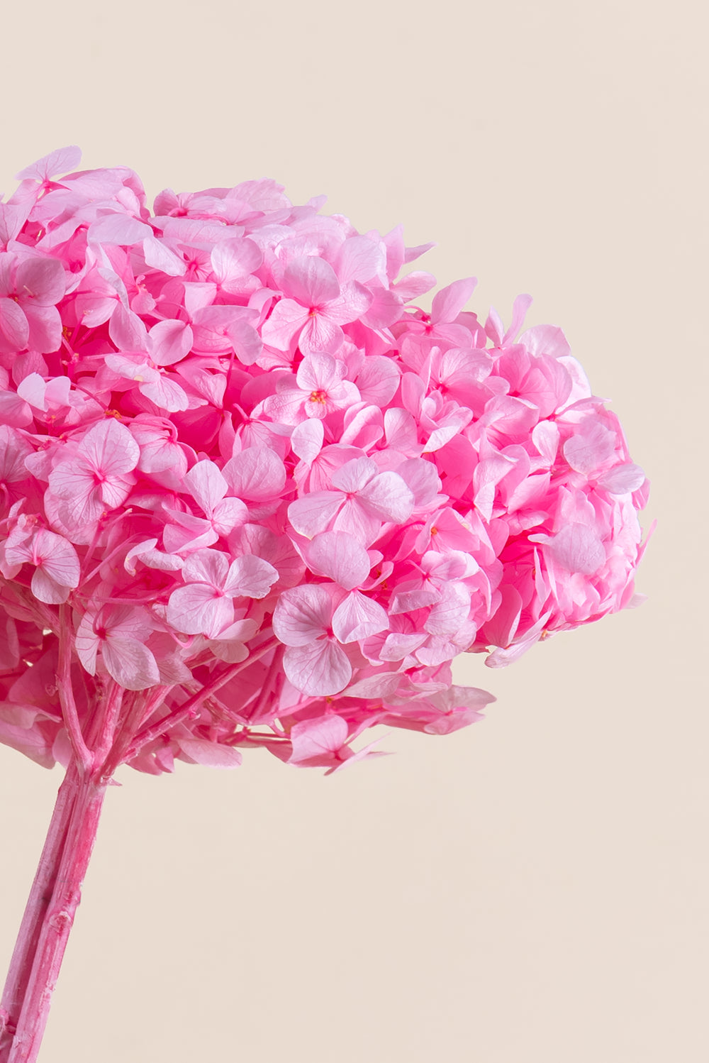 Hortensia Premium