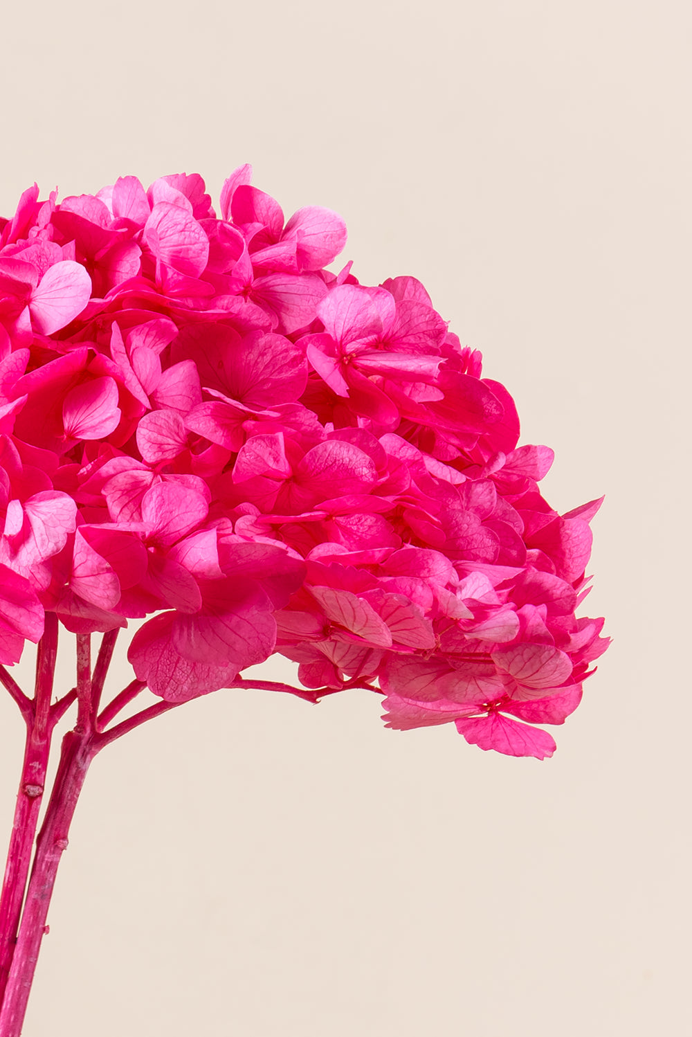 Hortensia Premium