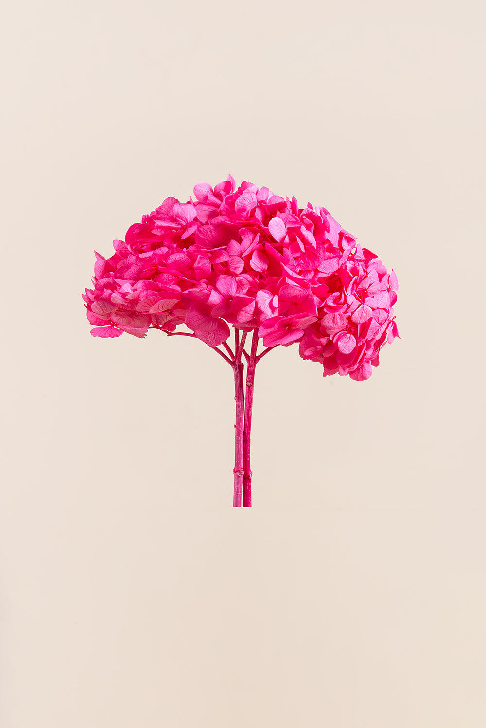 Hortensia Premium