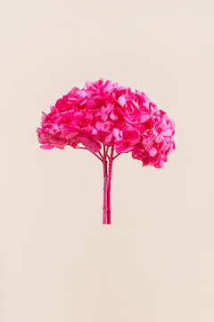 Rosa caramelo