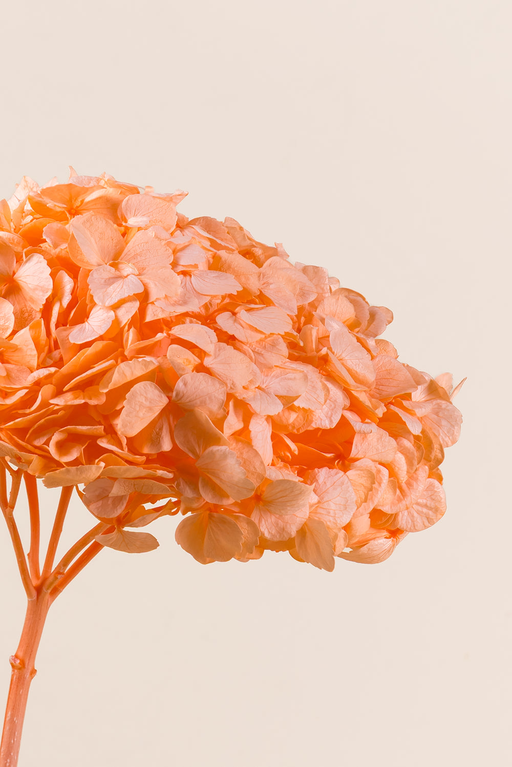 Hortensia Premium
