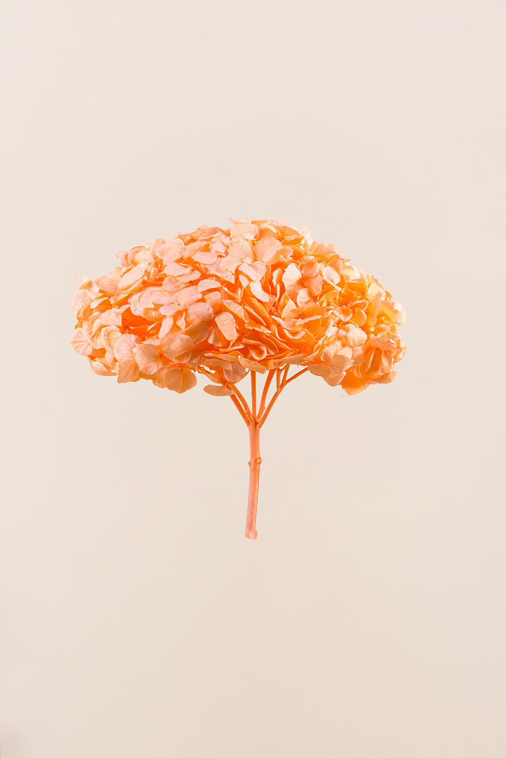 Hortensia Premium