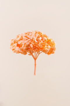 Naranja Claro