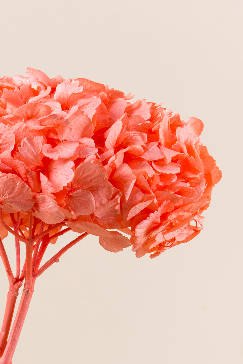 Hortensia Premium