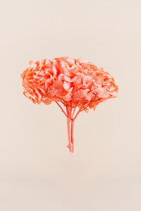 Coral Orange