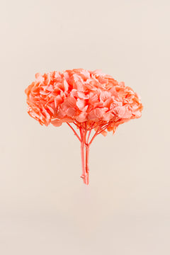Naranja Coral