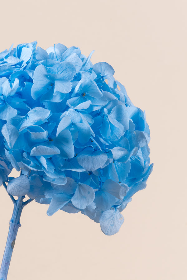 Premium Hydrangea