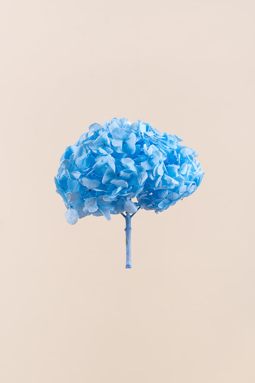 Hortensia Premium