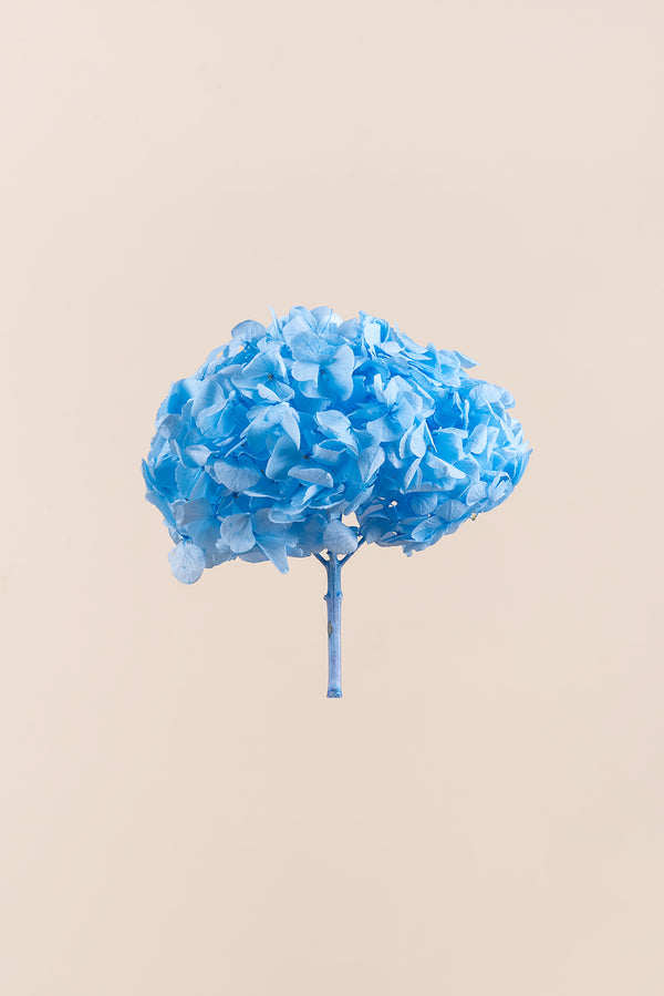 Premium Hydrangea