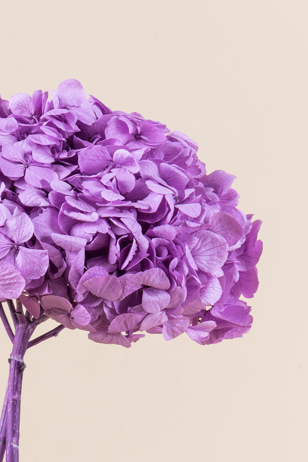 Hortensia Premium