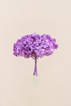 Lavanda