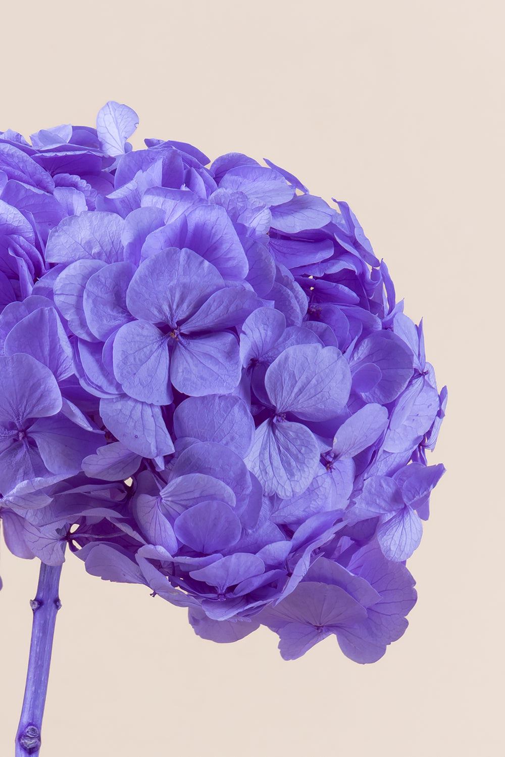 Hortensia Premium