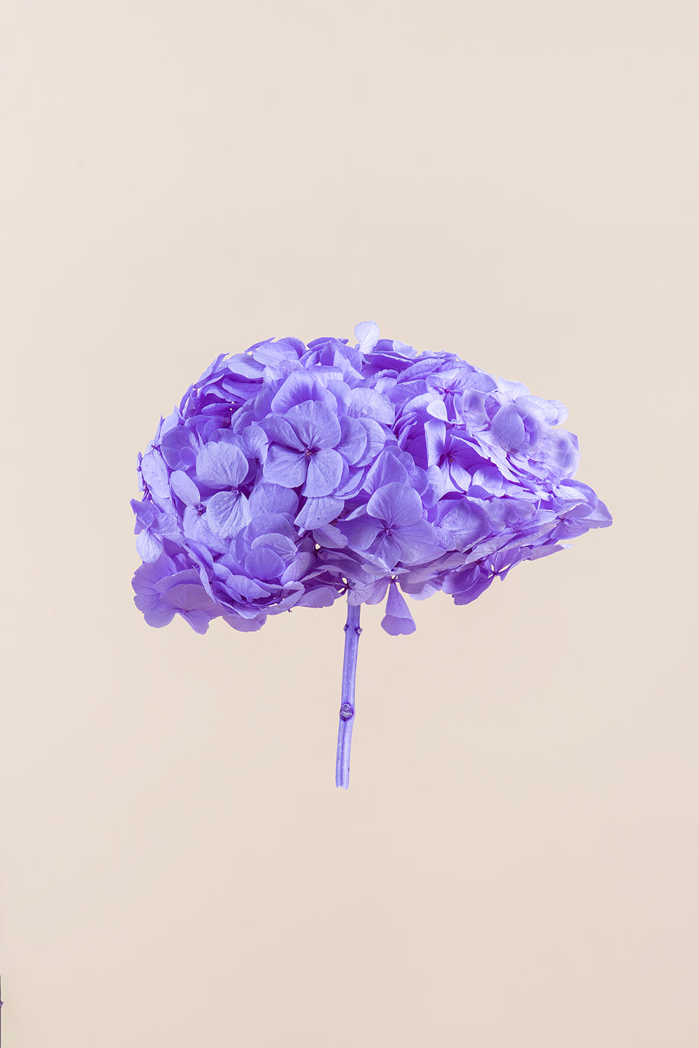 Hortensia Premium