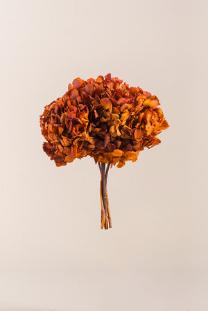 Standard Hydrangea