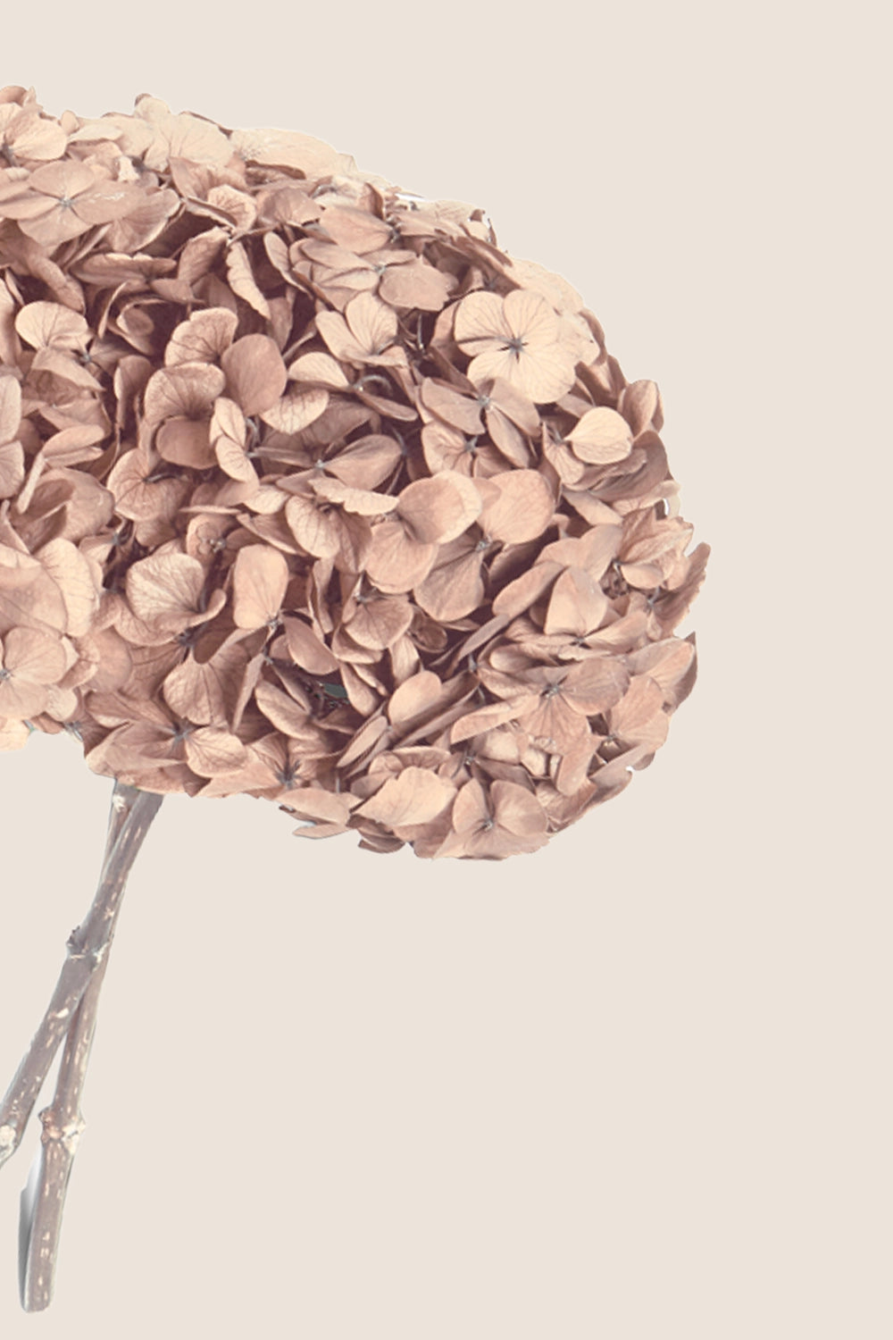 Hortensia Premium